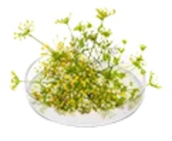 Ferula
